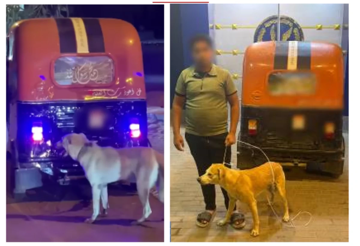 ضبط سائق «توك توك» ربط كلبًا بمركبته وسحله في البحيرة