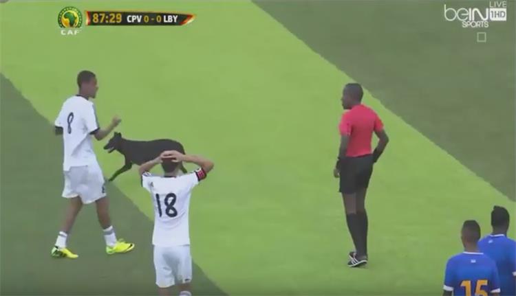 كلب يحرم منتخب ليبيا من التسجيل في الرأس الأخضر