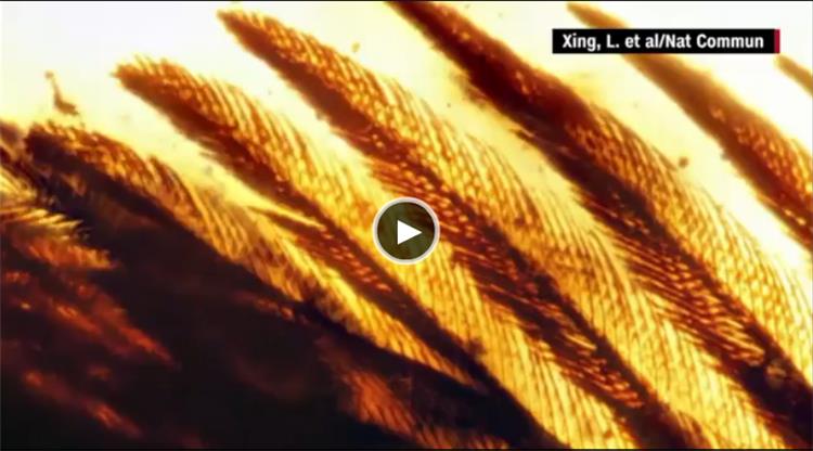 شاهد.. العثور على أجنحة ديناصور طائر عمرها 99 مليون عام