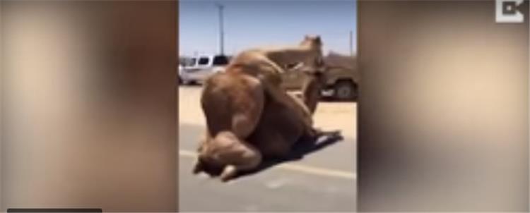 تزاوج جملين يعطل المرور بإحدى طرق الإمارات..فيديو